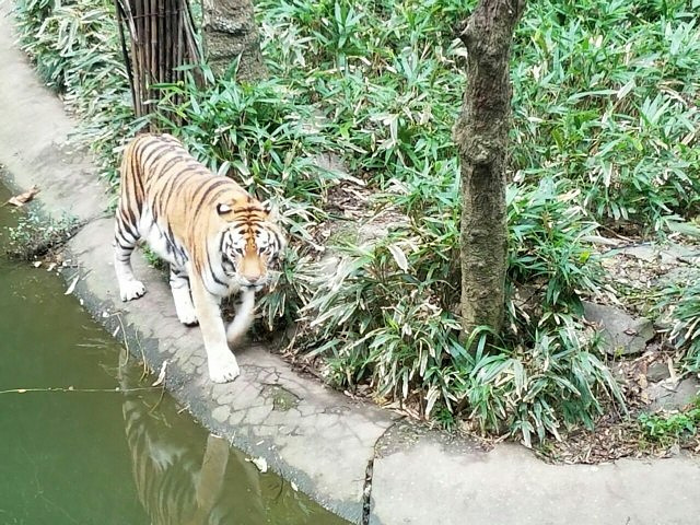 "...门票，诺大的地方，让你的一天行程安排满满，里面物种丰富，环景优美，让人留恋，非常适合带小孩游玩_杭州动物园"的评论图片