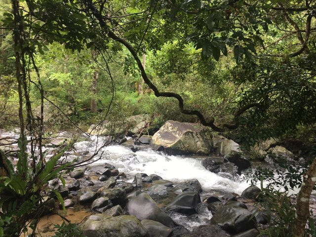 "漂流挺适合的，但是景色一般，太原始化，树木没有太打理，很乱很没观赏，栈道很湿滑，苔藓很多，同路..._五指山水满河热带雨林风景区"的评论图片