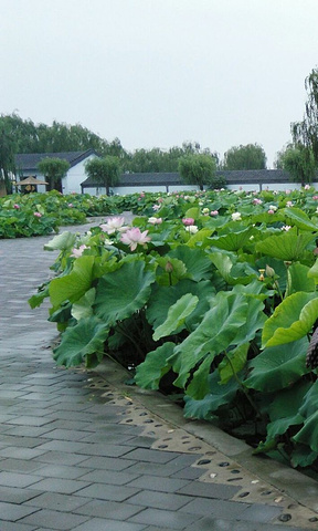 "一方水土养一方人，在城里需精心养护的荷花，在这里滋意的生长着，不用刻意养护，这就是荷花的圣地_元妃荷园"的评论图片