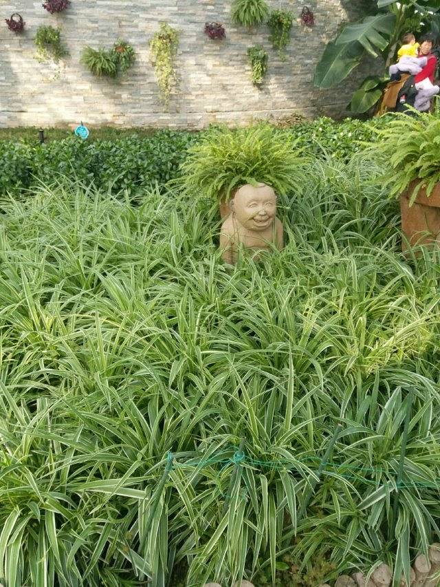 南和农业嘉年华