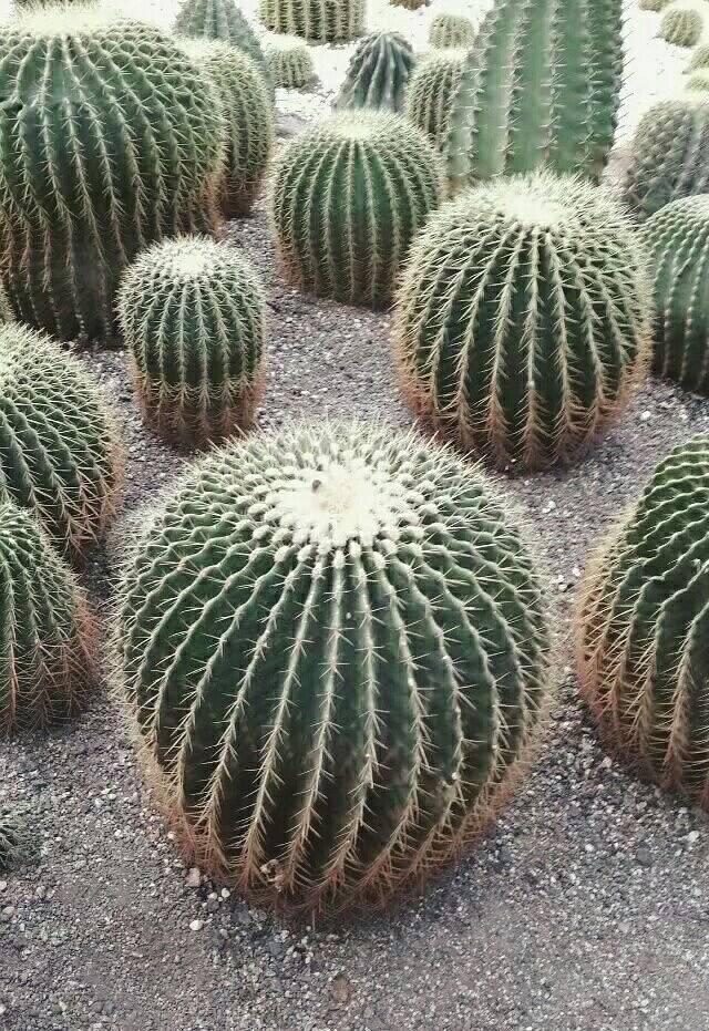 沙漠植物风情园