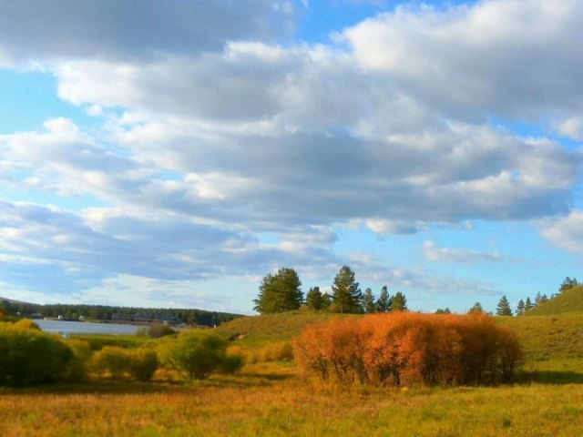 红花尔基樟子松国家森林公园