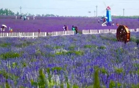 紫海芳庭薰衣草庄园