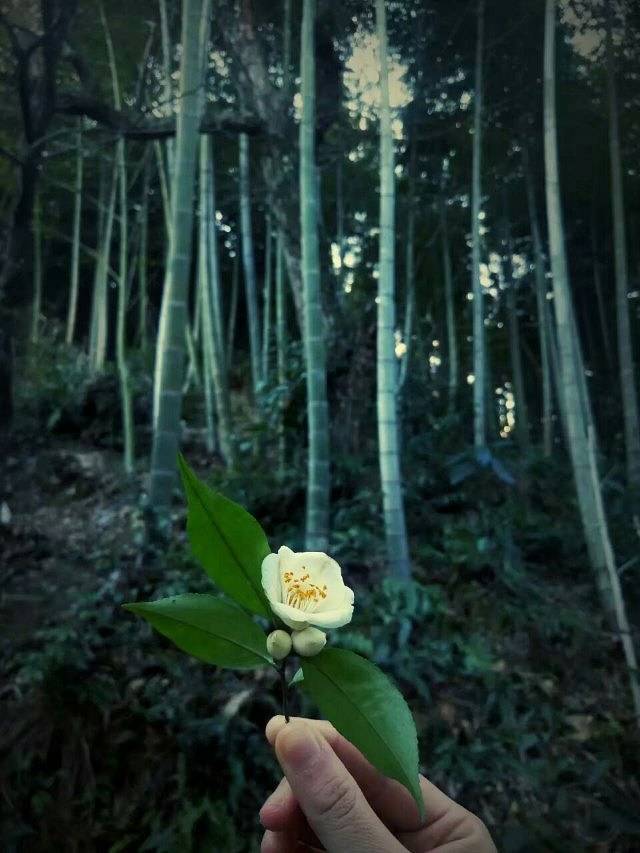 浙江开化国家公园