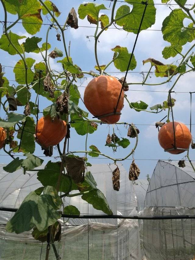 马陆葡萄主题公园