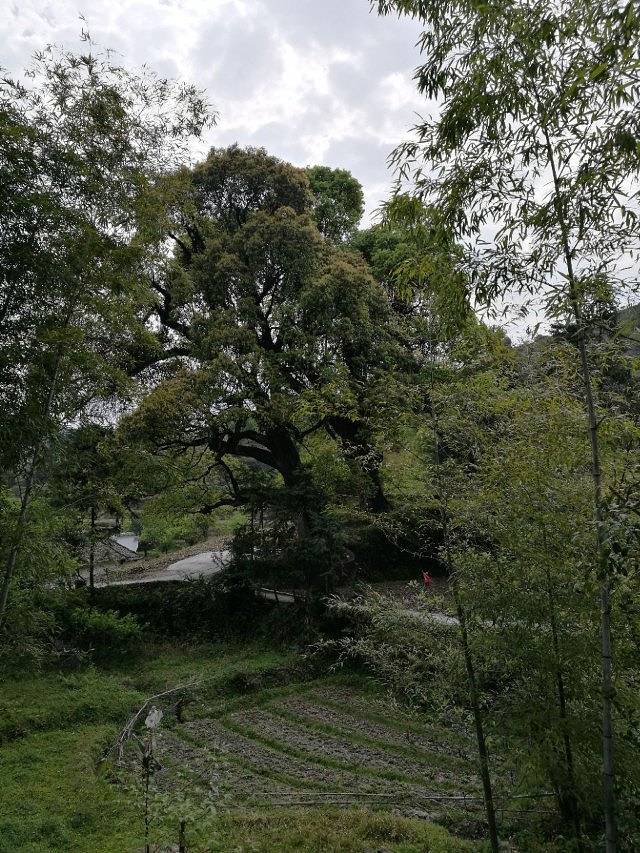 三僚风水文化景区