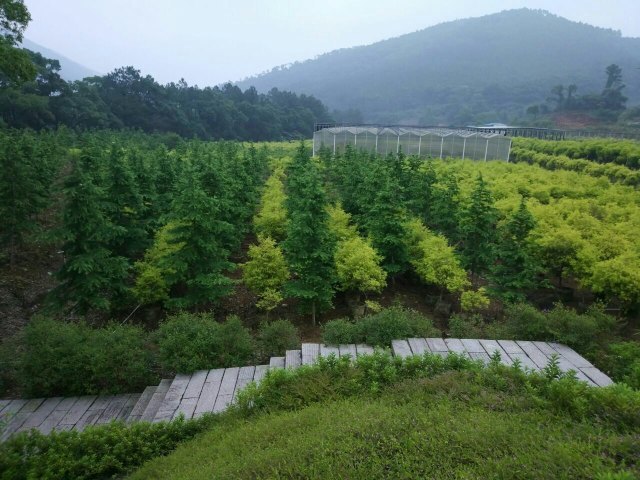 灵石山国家森林公园