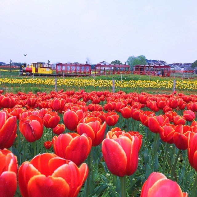 荻浦花海欢乐世界