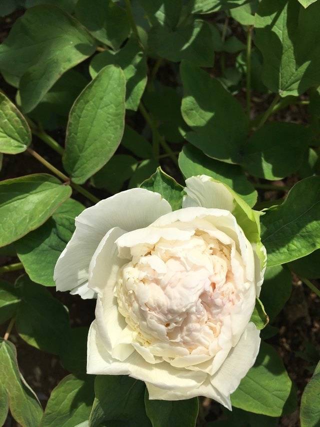 哈密赏石文化博物馆