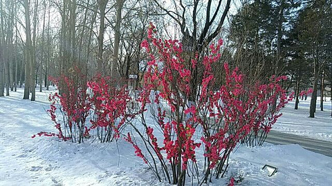 太阳岛雪博会旅游景点攻略图