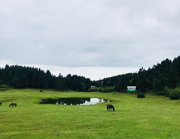 "_仙女山国家森林公园"的评论图片