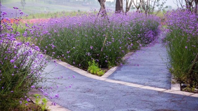 恒大峨眉山国际度假区-佛光花海