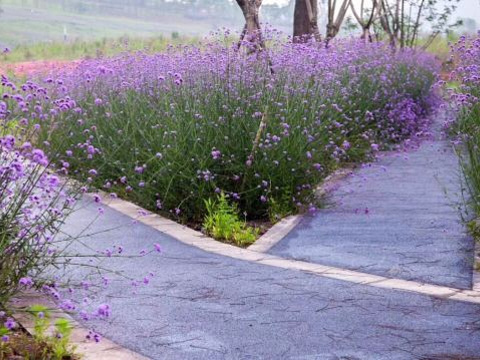 峨眉山佛光花海旅游景点图片