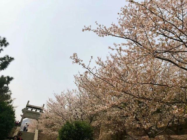 樱花山风景区