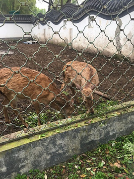 下渚湖熊猫园旅游景点攻略图