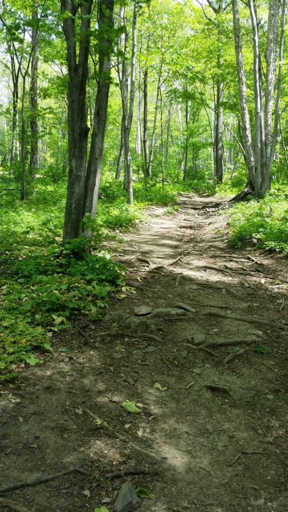 白鸡峰国家森林公园