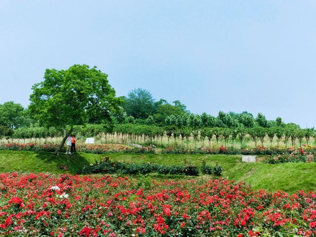 木兰玫瑰园