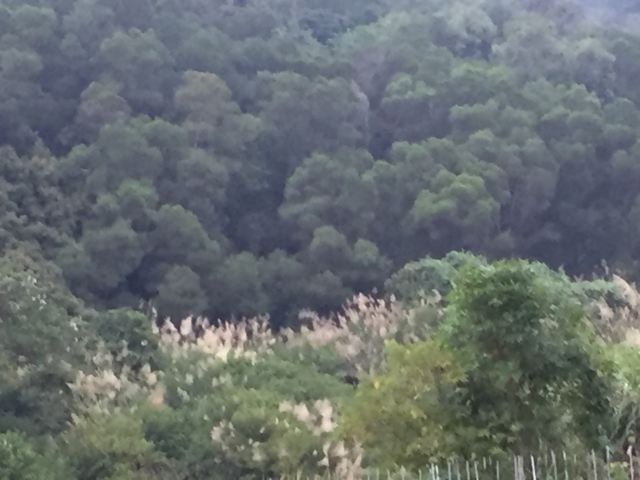 一马树森林公园