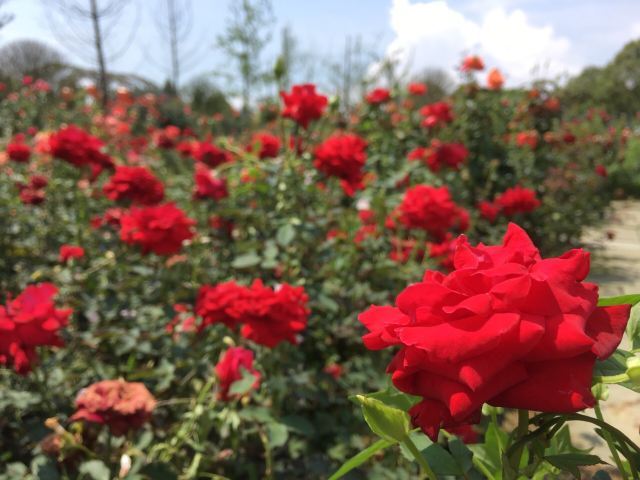 东林牧歌世界月季博览园