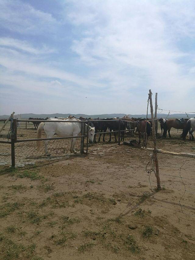 锡林郭勒盟草原