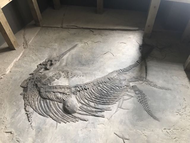 关岭化石群国家地质公园