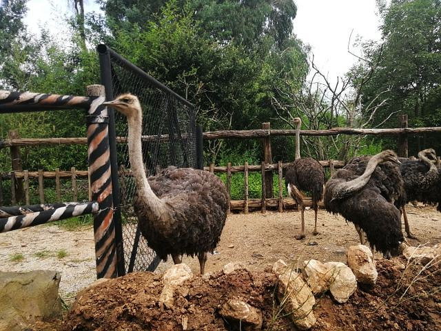 动物园里还有专门有卖喂动物的食物孩子们亲手喂了狗熊猴子金鱼孔雀等