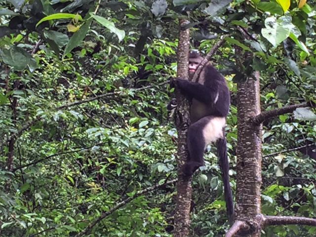 滇金丝猴国家公园