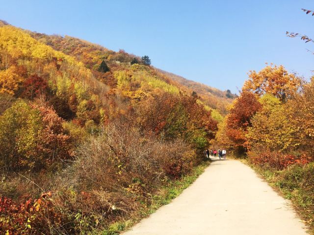 茅荆坝森林公园