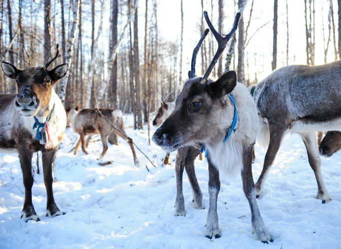 0购物74寻极光74漠河74北极村74北红村74观音山74驯鹿园