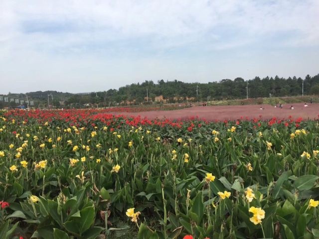 洋沙湖五彩花田