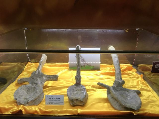 诸城中国暴龙馆