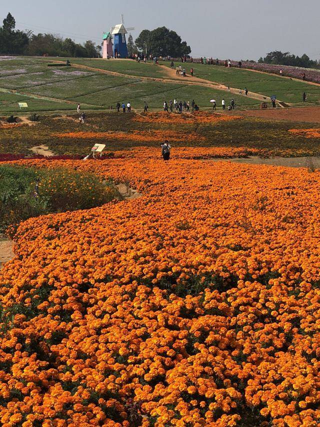 洋沙湖五彩花田