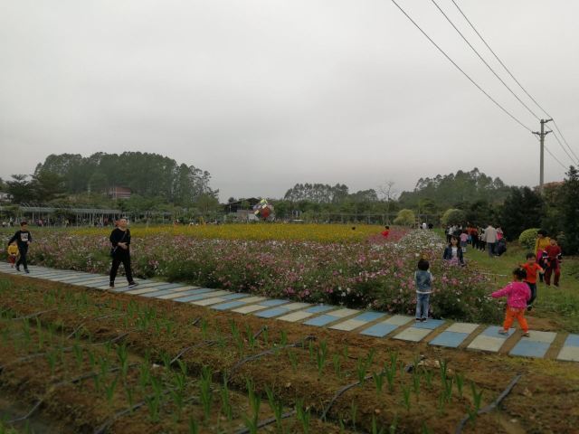 大埔围美丽乡村景区