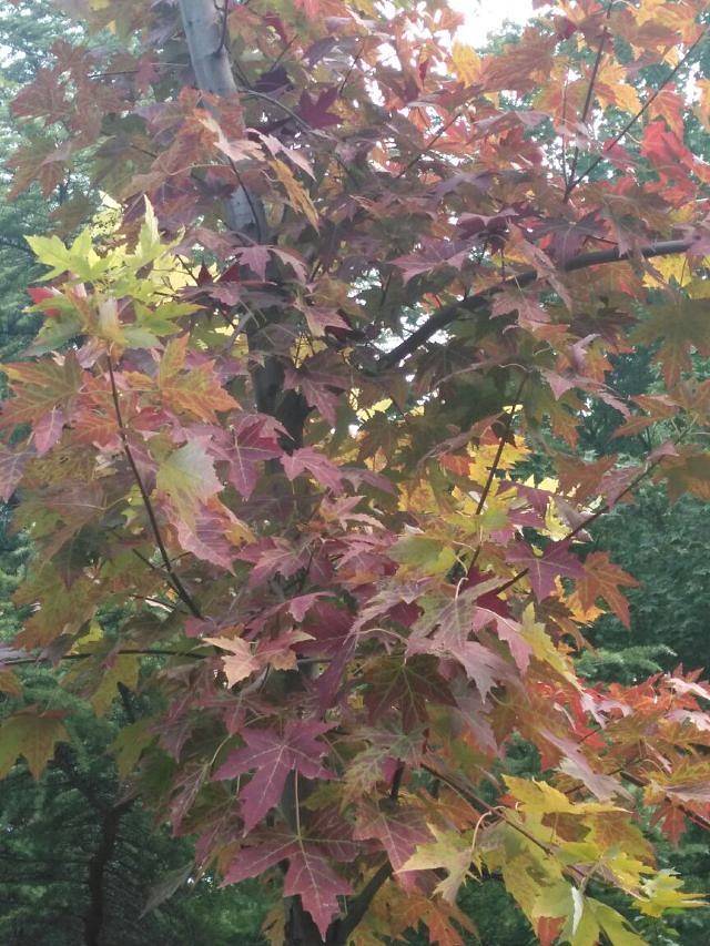 兴隆山自然保护区