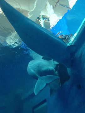 台湾海洋生物博物馆旅游景点攻略图