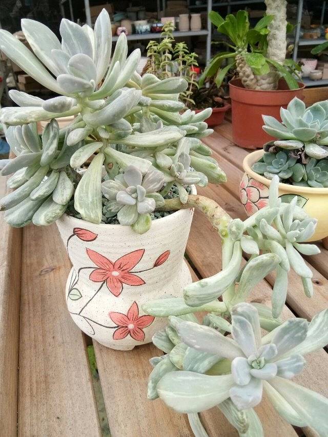 长江药用植物园