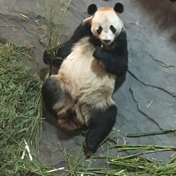 下渚湖熊猫园旅游景点攻略图