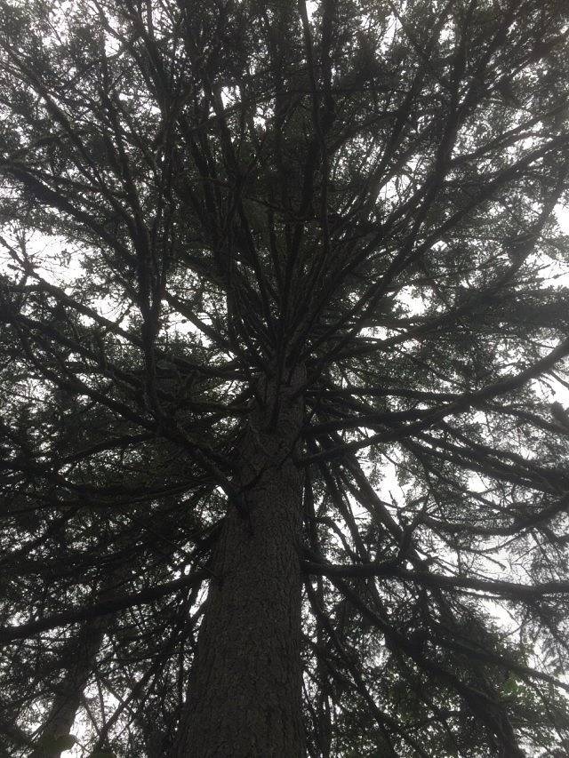 大亮子河国家森林公园