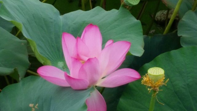 金龙水寨生态乐园