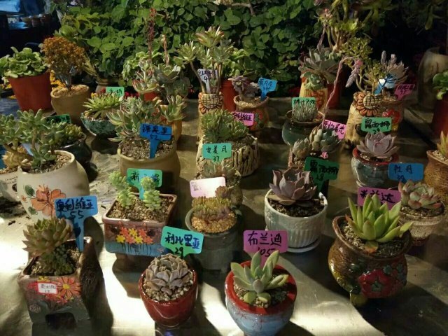 乡鸭湖欢乐王国