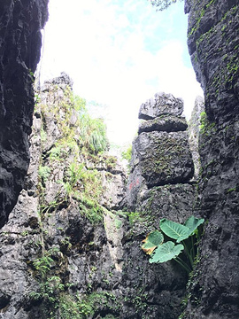 鳞隐石林旅游景点攻略图