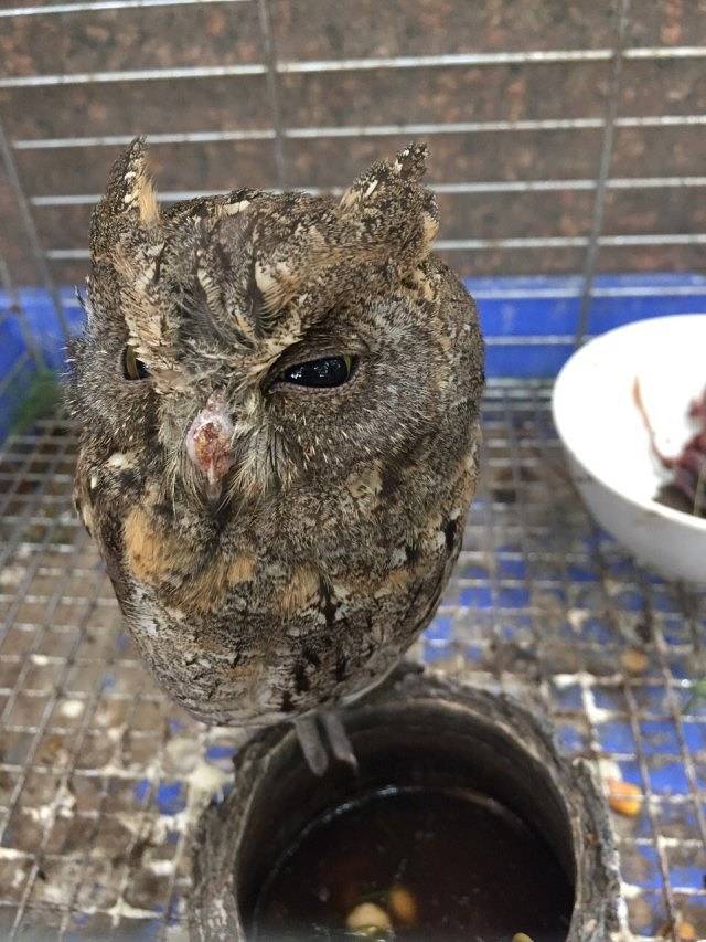 重庆鳄鱼养殖中心