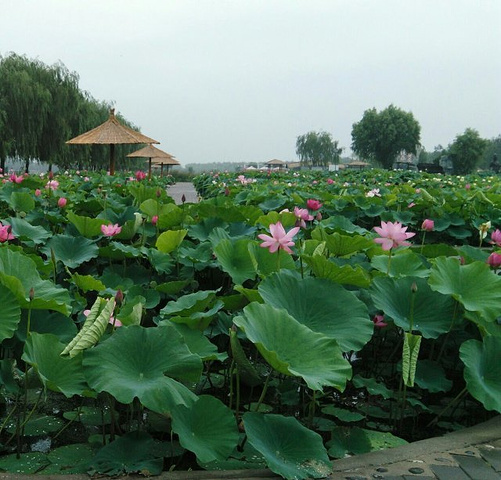 "一方水土养一方人，在城里需精心养护的荷花，在这里滋意的生长着，不用刻意养护，这就是荷花的圣地_元妃荷园"的评论图片