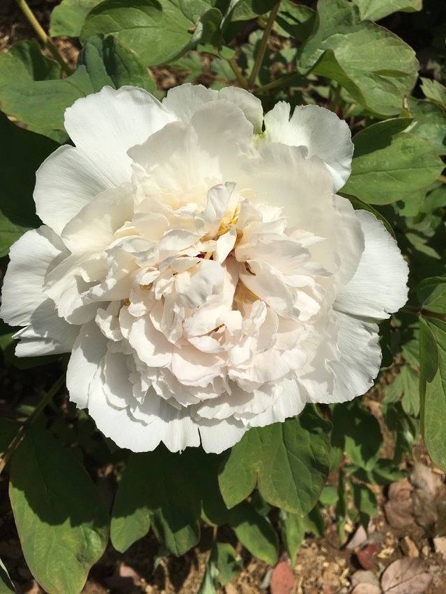 哈密赏石文化博物馆