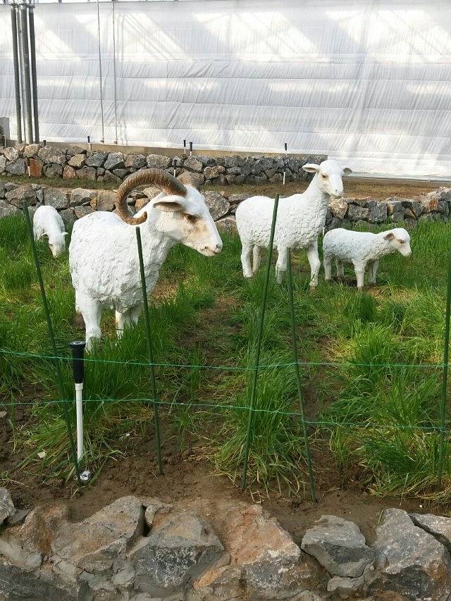 南和农业嘉年华