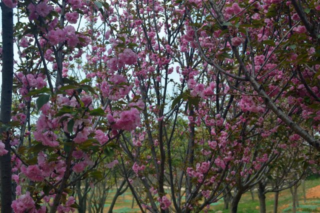 花果山芳香小镇