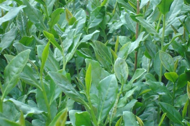 大理州祥云水目山文化旅游区