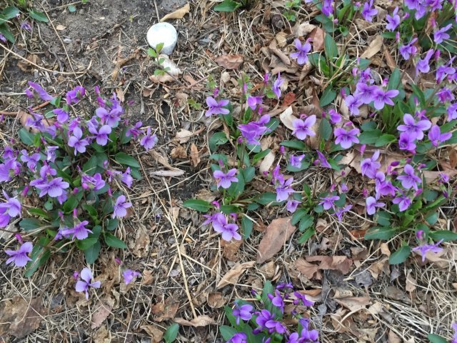 京城水系八一湖码头