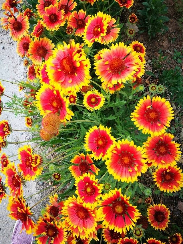 紫云水岸香草园