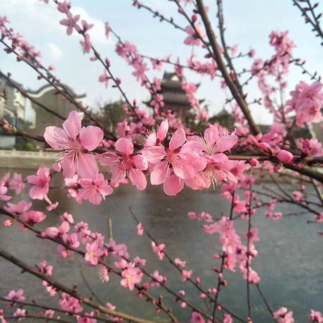 《桃花源记》大型溪流漫游实景演出